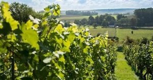 Hobbytrainingen, in de keuken, Bartender. Leer hoe je de lekkerste Wijn maakt met een cursus wijn maken SDEN 1 van de Cooking academy.