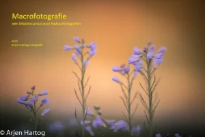 Hobbytrainingen, creatieve cursussen, foto en video. Maak fotos van de kleinste dingen zoals planten en kleine dieren. Leer hoe je dit doet met een cursus macrofotografie.
