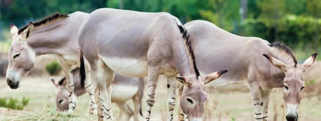 Laudius – Somalisch voor beginners