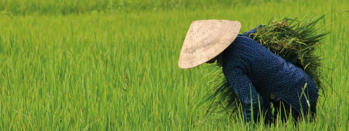 Hobbytrainingen, talen, Aziatische talen. Leer de Vietnamese taal met een taalcursus van Laudius. Leer de taal spreken, lezen en schrijven.